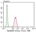 TMEM248 Antibody in Flow Cytometry (Flow)