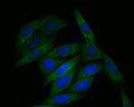 TMEM248 Antibody in Immunocytochemistry (ICC/IF)