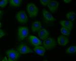 TMEM248 Antibody in Immunocytochemistry (ICC/IF)