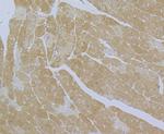 CaV1.2 Antibody in Immunohistochemistry (Paraffin) (IHC (P))