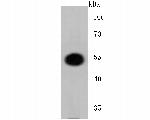 Fusion glycoprotein F0 Polyclonal Antibody