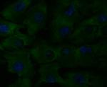 CD40 Polyclonal Antibody
