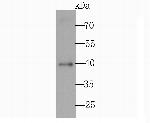 CD40 Antibody in Western Blot (WB)