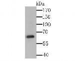 USP14 Polyclonal Antibody