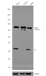 HEC1 Polyclonal Antibody
