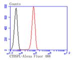 CTDSPL Antibody in Flow Cytometry (Flow)