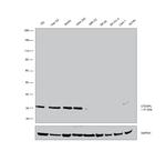 CTDSPL Antibody
