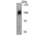 SEL1L Antibody in Western Blot (WB)