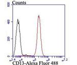 CD13 Polyclonal Antibody