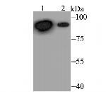 Perforin Antibody in Western Blot (WB)