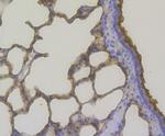 Lysozyme Antibody in Immunohistochemistry (Paraffin) (IHC (P))