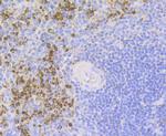 Lysozyme Antibody in Immunohistochemistry (Paraffin) (IHC (P))