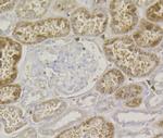 Lysozyme Antibody in Immunohistochemistry (Paraffin) (IHC (P))