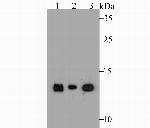 Lysozyme Antibody in Western Blot (WB)