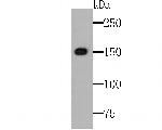 TRPA1 Polyclonal Antibody