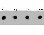 RyR3 Polyclonal Antibody