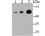 MICU1 Polyclonal Antibody