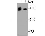 CD163 Antibody in Western Blot (WB)