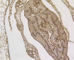 LOC4327476 Antibody in Immunohistochemistry (Paraffin) (IHC (P))