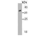 LOC4327476 Antibody in Western Blot (WB)