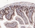 SSRP1 Antibody in Immunohistochemistry (Paraffin) (IHC (P))