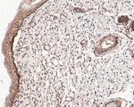 SSRP1 Antibody in Immunohistochemistry (Paraffin) (IHC (P))