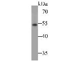NPY2R Polyclonal Antibody