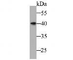 B3GAT1 Antibody in Western Blot (WB)