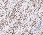 SSB Antibody in Immunohistochemistry (Paraffin) (IHC (P))