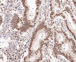 SSB Antibody in Immunohistochemistry (Paraffin) (IHC (P))