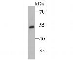 SSB Antibody in Western Blot (WB)