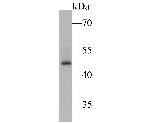 SSB Antibody in Western Blot (WB)
