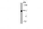 CD163 Antibody in Western Blot (WB)