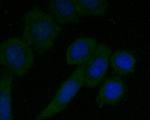 CD68 Antibody in Immunocytochemistry (ICC/IF)
