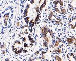 CD68 Antibody in Immunohistochemistry (Paraffin) (IHC (P))