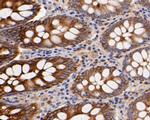 CD68 Antibody in Immunohistochemistry (Paraffin) (IHC (P))