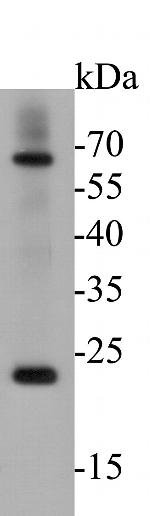 CD68 Antibody in Western Blot (WB)