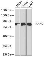 Aladin Polyclonal Antibody