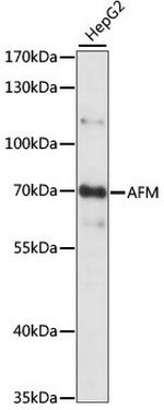 AFM Polyclonal Antibody