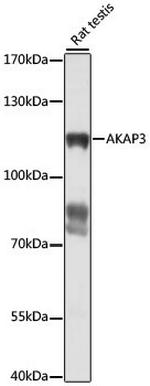 AKAP3 Polyclonal Antibody