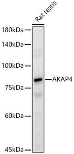 AKAP4 Antibody in Western Blot (WB)