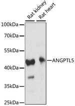 ANGPTL5 Polyclonal Antibody