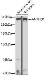 ANKHD1 Polyclonal Antibody