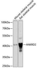 ANKRD2 Polyclonal Antibody