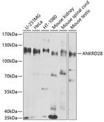 ANKRD28 Polyclonal Antibody