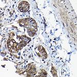 Annexin A13 Antibody in Immunohistochemistry (Paraffin) (IHC (P))