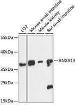 Annexin A13 Antibody in Western Blot (WB)