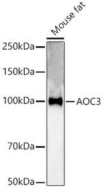 AOC3 Polyclonal Antibody