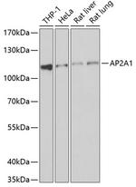 AP2A1 Polyclonal Antibody