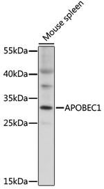 APOBEC1 Polyclonal Antibody